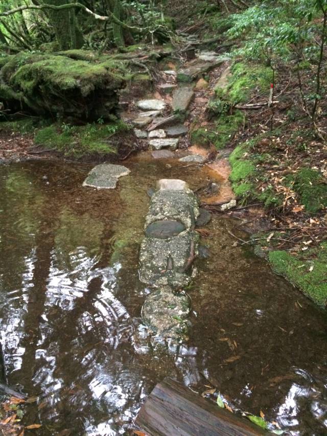 japan16-yakusugiland-steps43