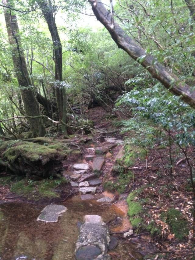 japan16-yakusugiland-steps44