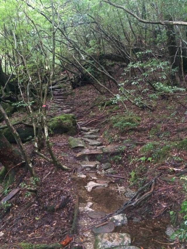 japan16-yakusugiland-steps46