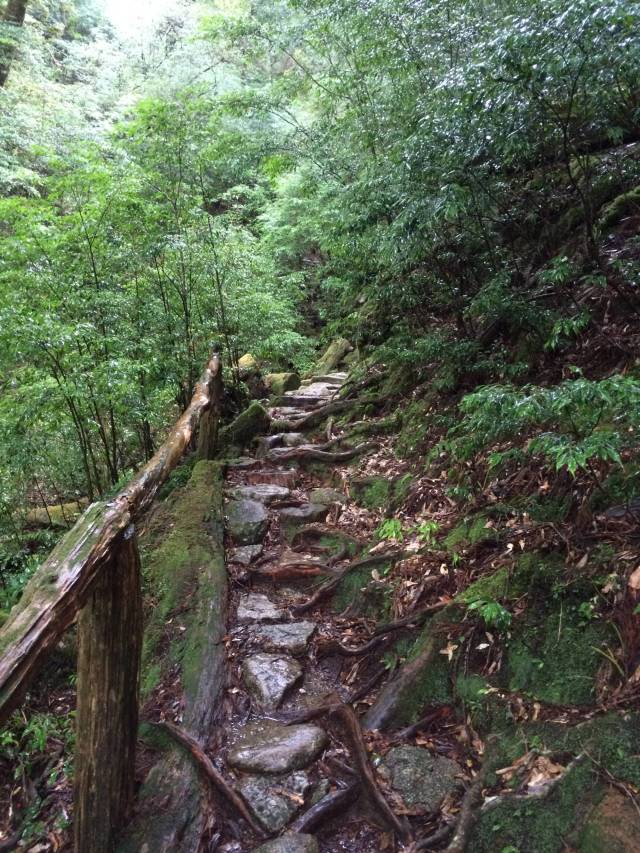 japan16-yakusugiland-steps47