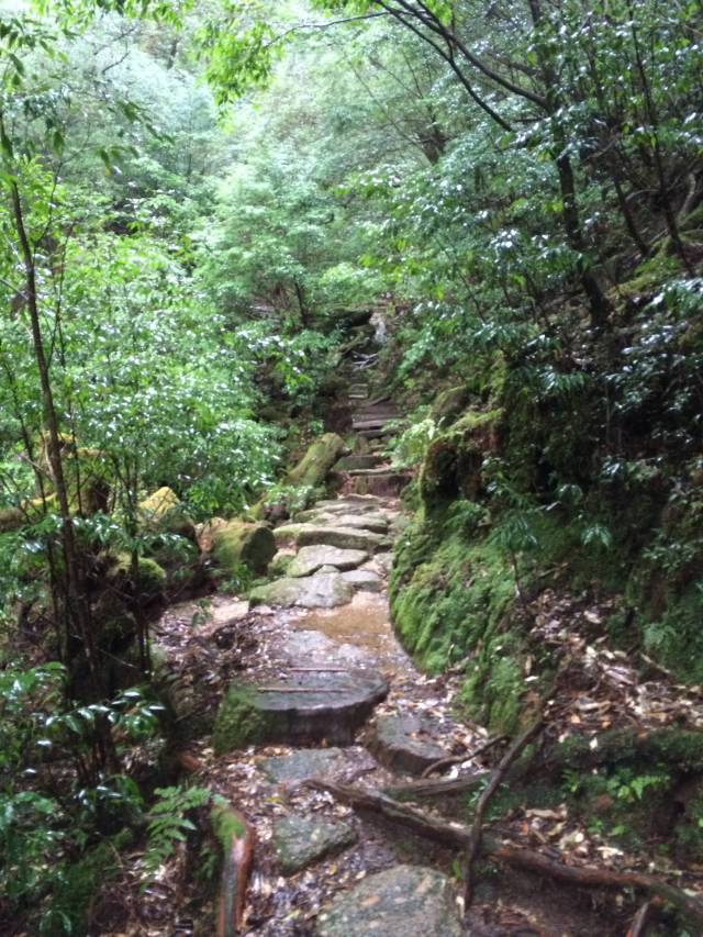 japan16-yakusugiland-steps48