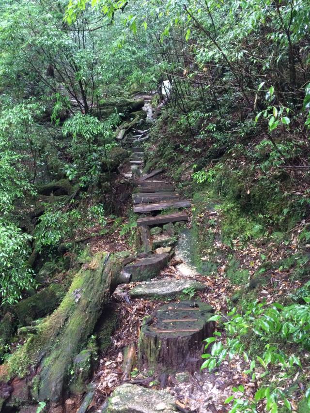 japan16-yakusugiland-steps49