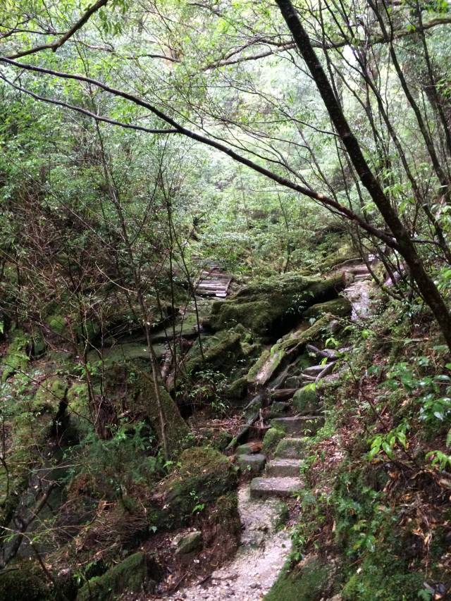 japan16-yakusugiland-steps50