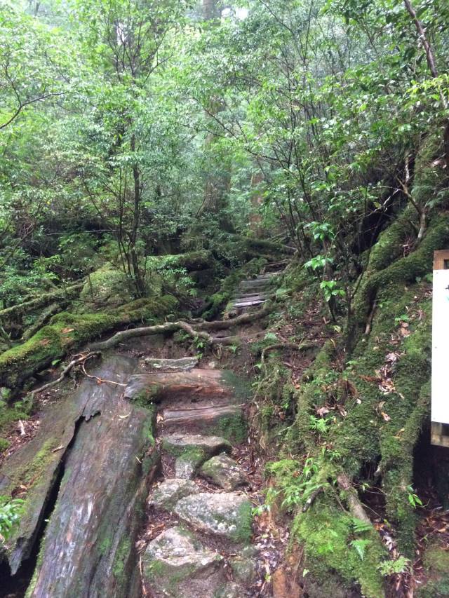 japan16-yakusugiland-steps51