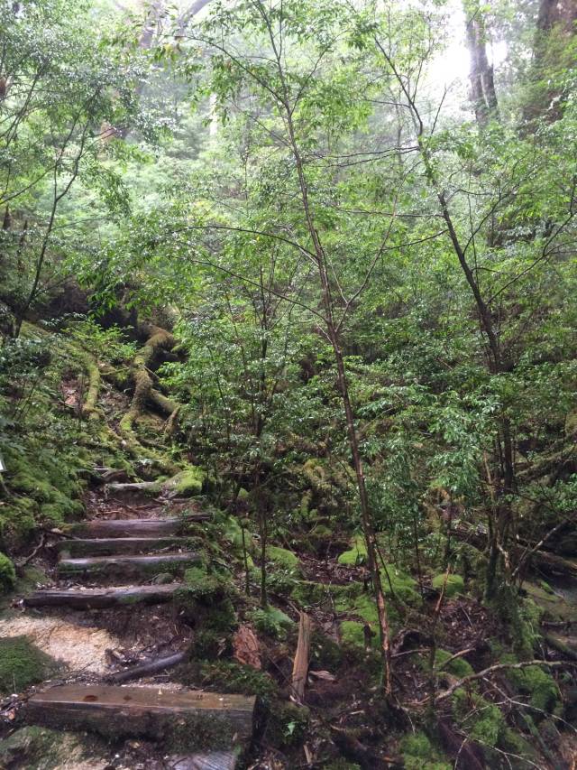 japan16-yakusugiland-steps52