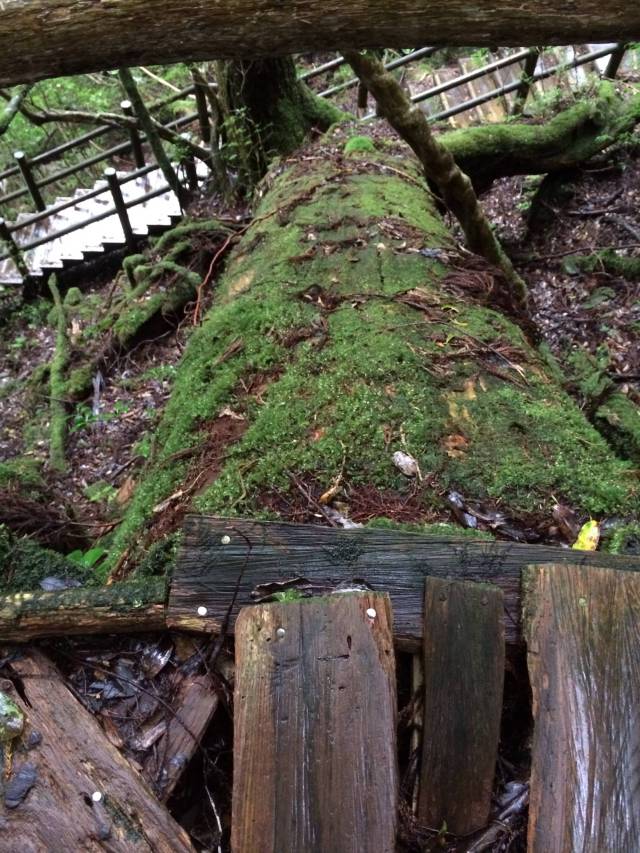 japan16-yakusugiland-steps53