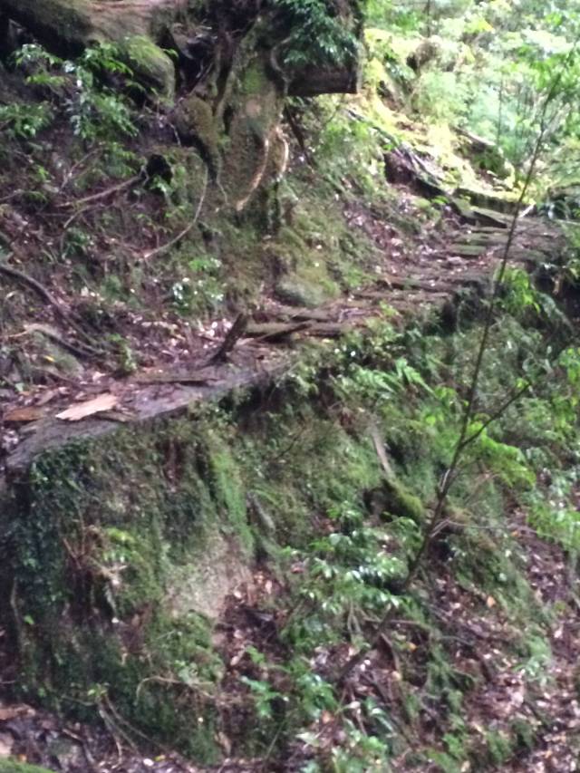 japan16-yakusugiland-steps55