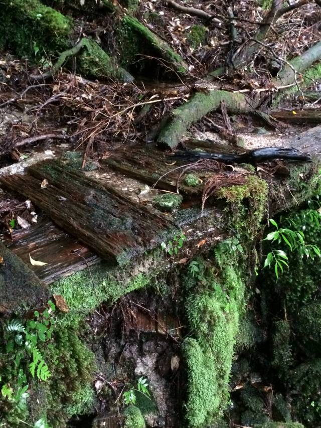 japan16-yakusugiland-steps56