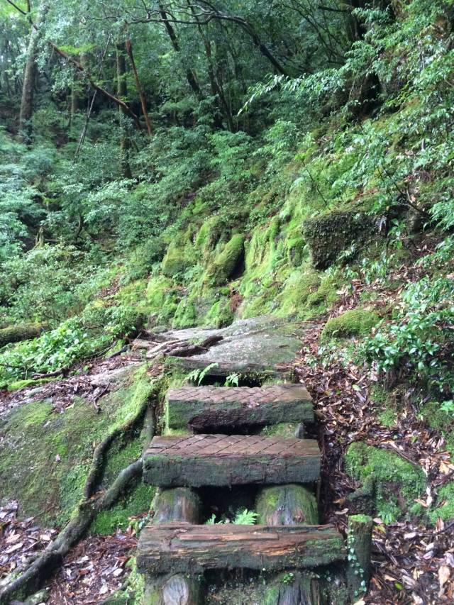 japan16-yakusugiland-steps57