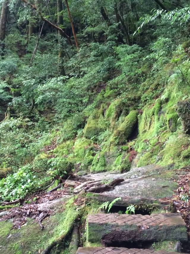 japan16-yakusugiland-steps58