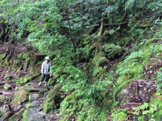 japan16-yakusugiland-steps59