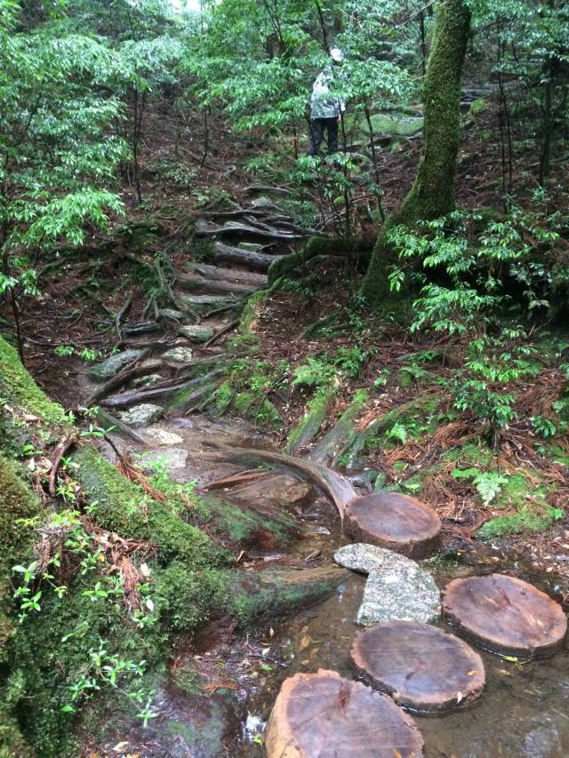 japan16-yakusugiland-steps61