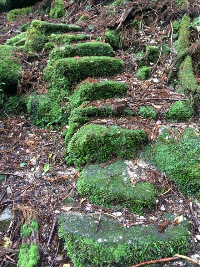japan16-yakusugiland-steps62