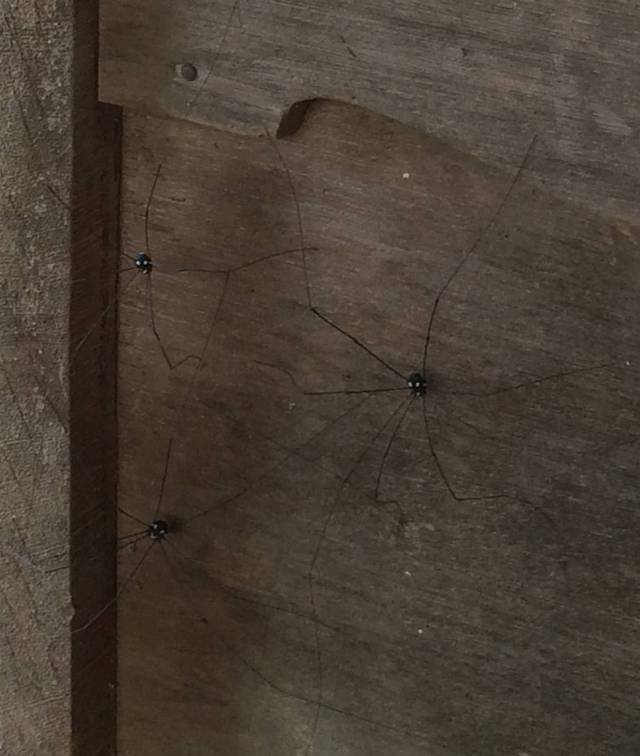 japan16-yakushima-spider-1