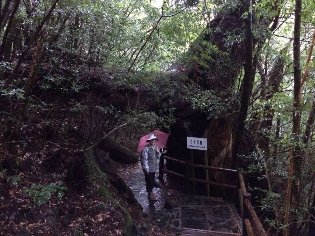 japan16-yakusugiland-1