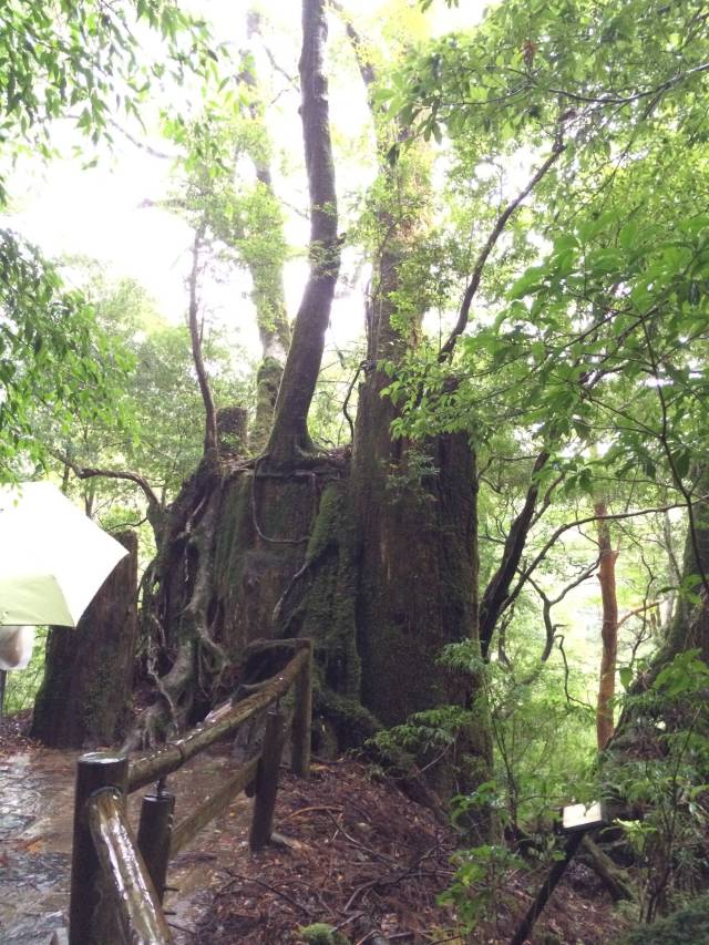 japan16-yakusugiland-11