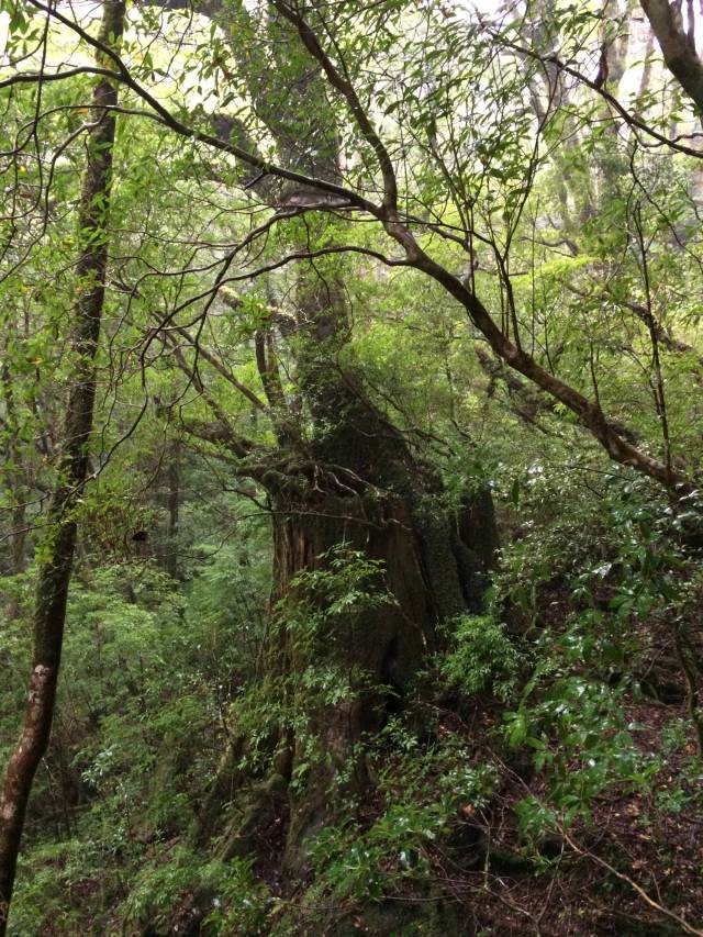 japan16-yakusugiland-12