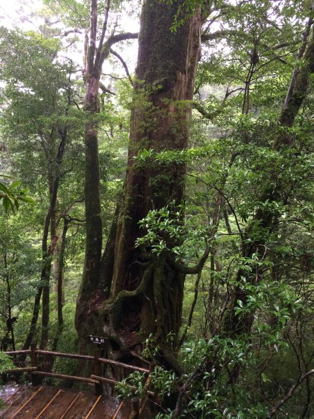 japan16-yakusugiland-13