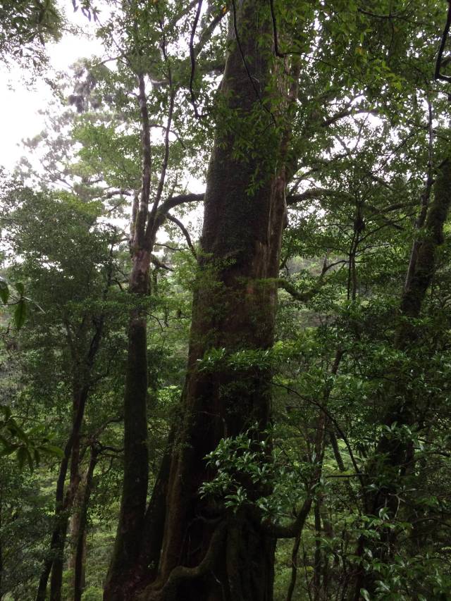 japan16-yakusugiland-14