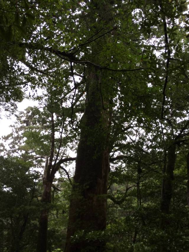 japan16-yakusugiland-15