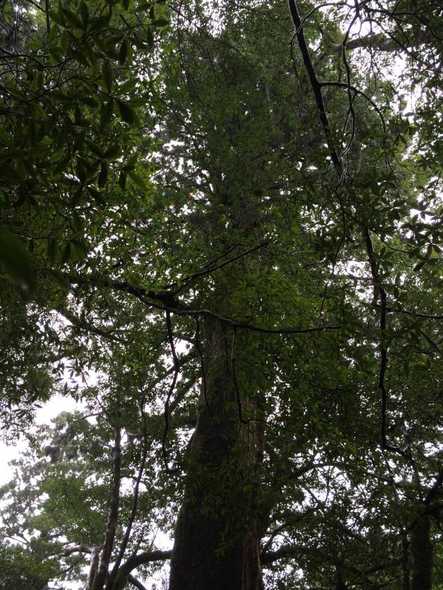 japan16-yakusugiland-16