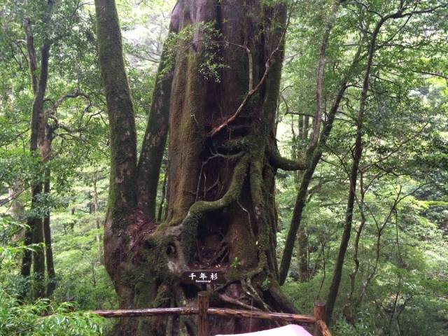 japan16-yakusugiland-17