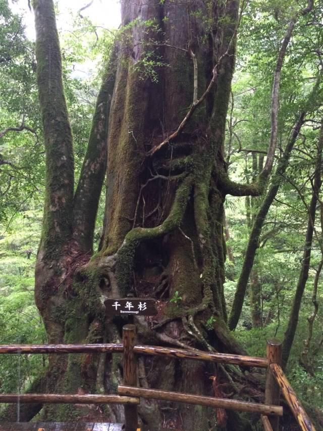 japan16-yakusugiland-18