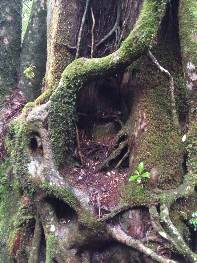 japan16-yakusugiland-19