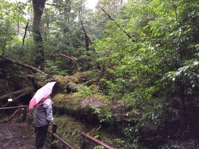 japan16-yakusugiland-2