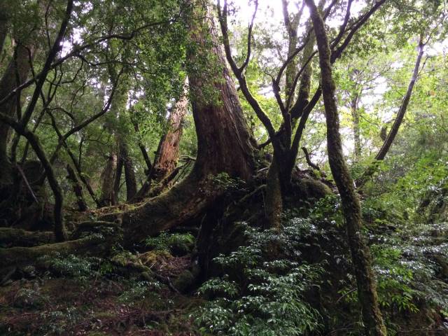 japan16-yakusugiland-21