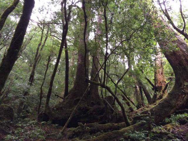 japan16-yakusugiland-22