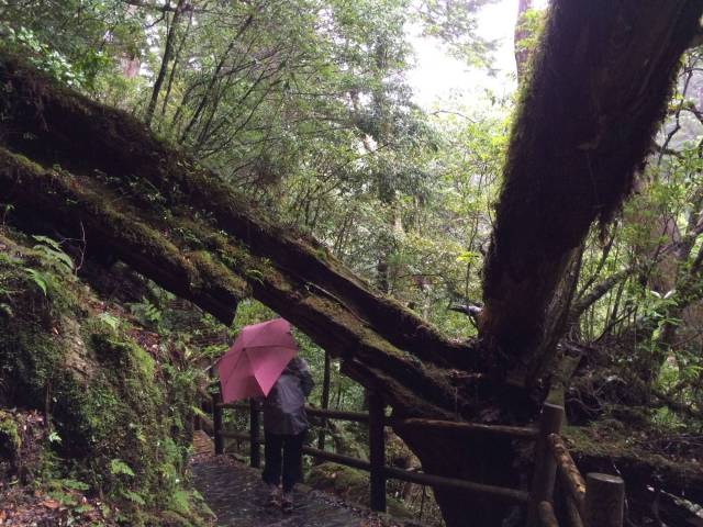 japan16-yakusugiland-23