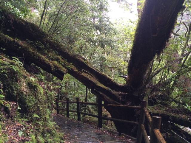 japan16-yakusugiland-24