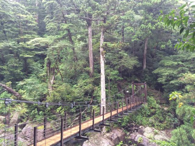 japan16-yakusugiland-26