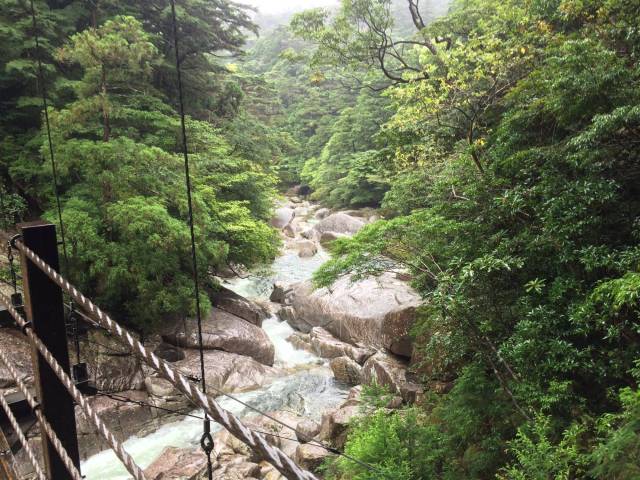 japan16-yakusugiland-27