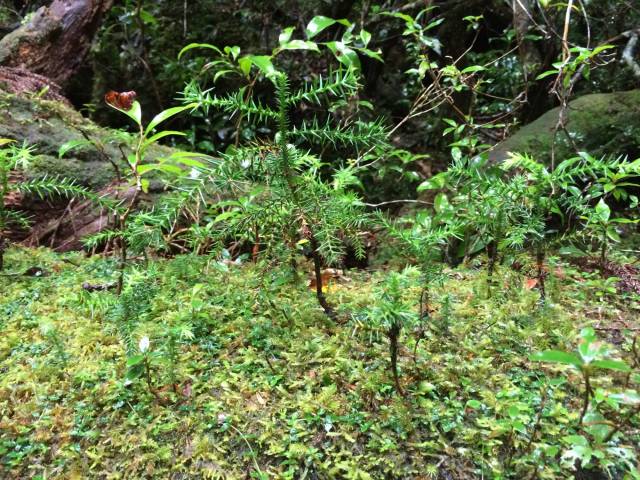 japan16-yakusugiland-3