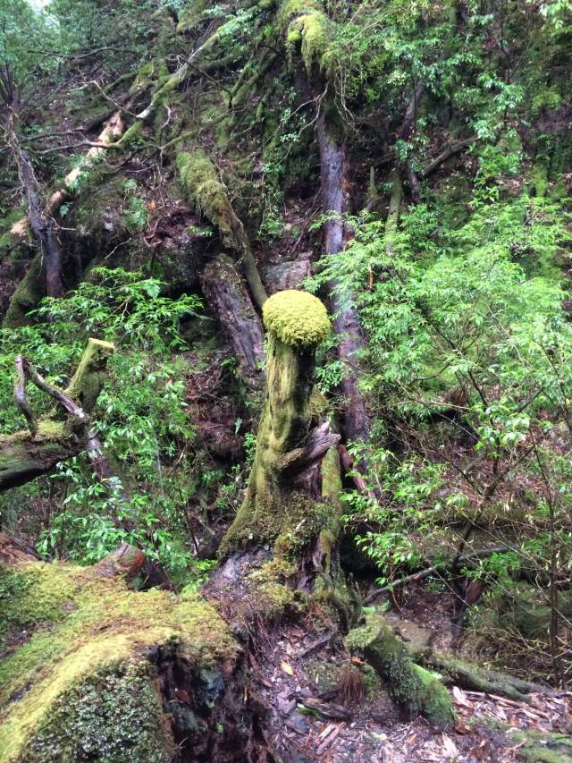 japan16-yakusugiland-31