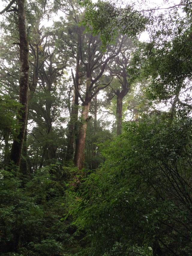 japan16-yakusugiland-32