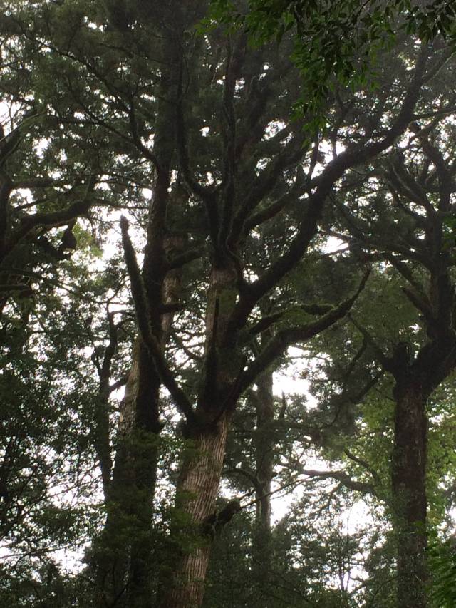 japan16-yakusugiland-33