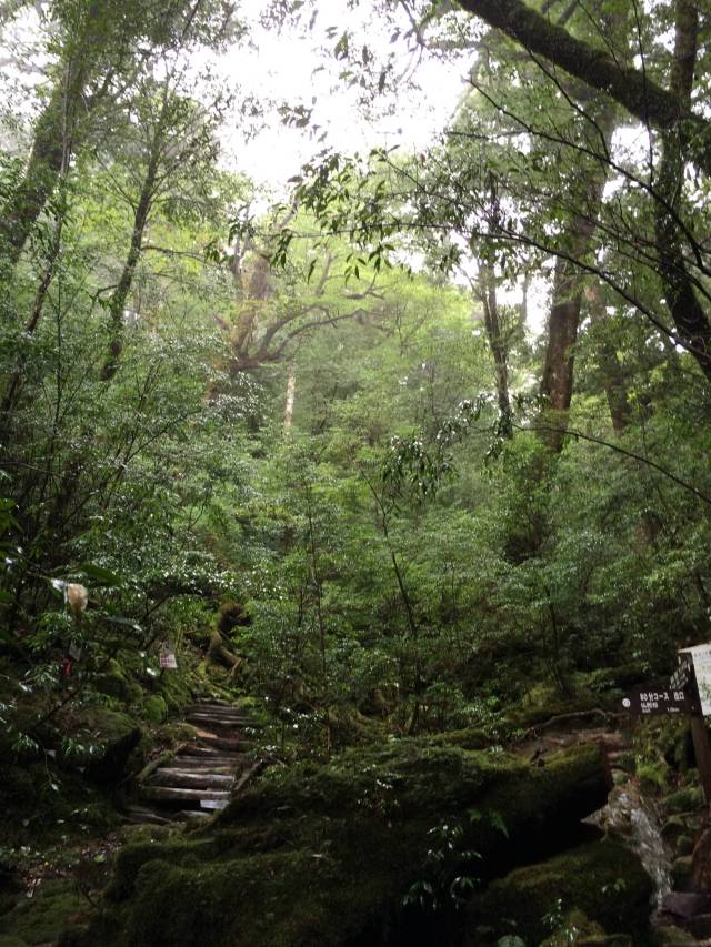 japan16-yakusugiland-34