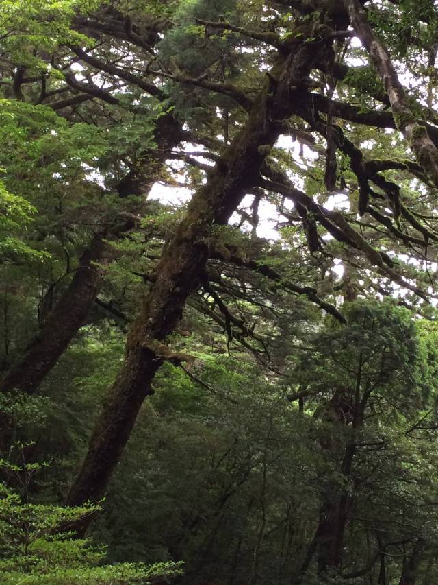 japan16-yakusugiland-36