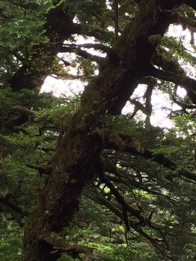 japan16-yakusugiland-37