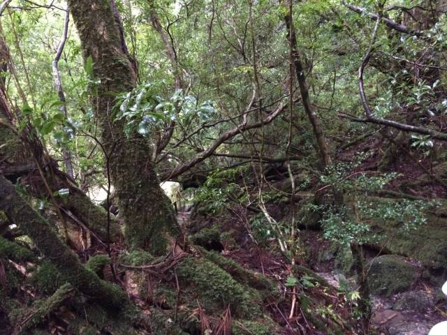 japan16-yakusugiland-38