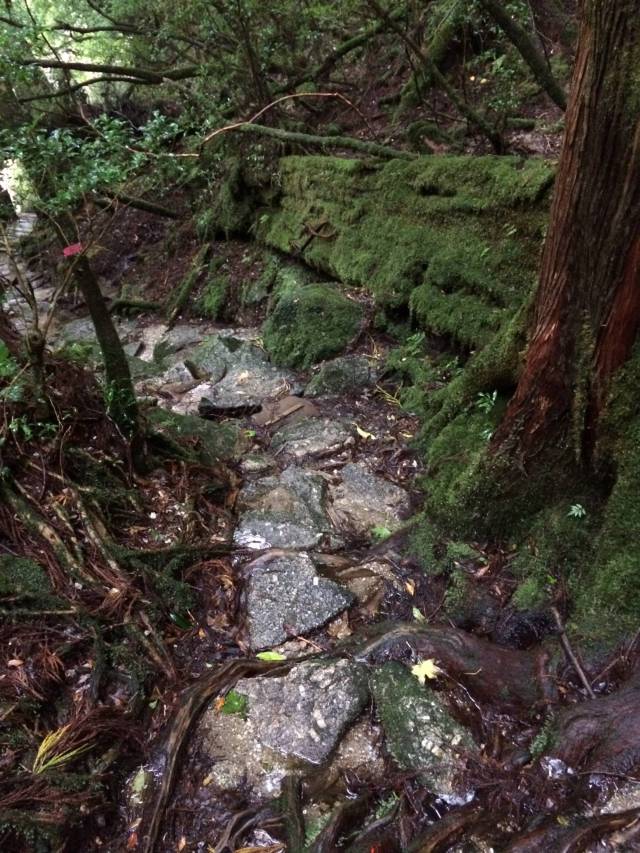 japan16-yakusugiland-39