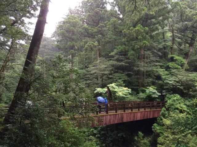 japan16-yakusugiland-4