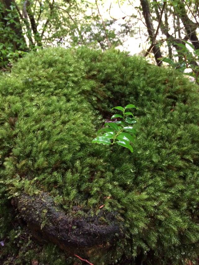 japan16-yakusugiland-41