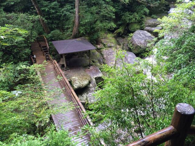 japan16-yakusugiland-42