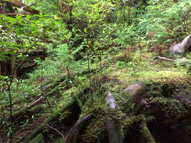 japan16-yakusugiland-44