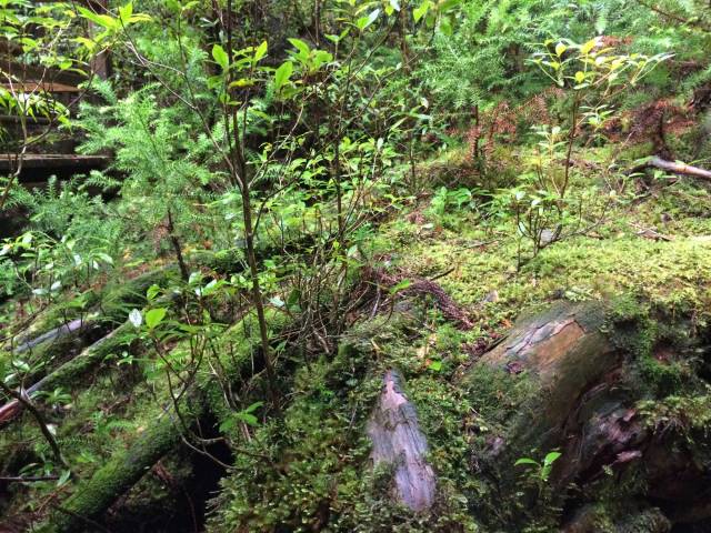 japan16-yakusugiland-45