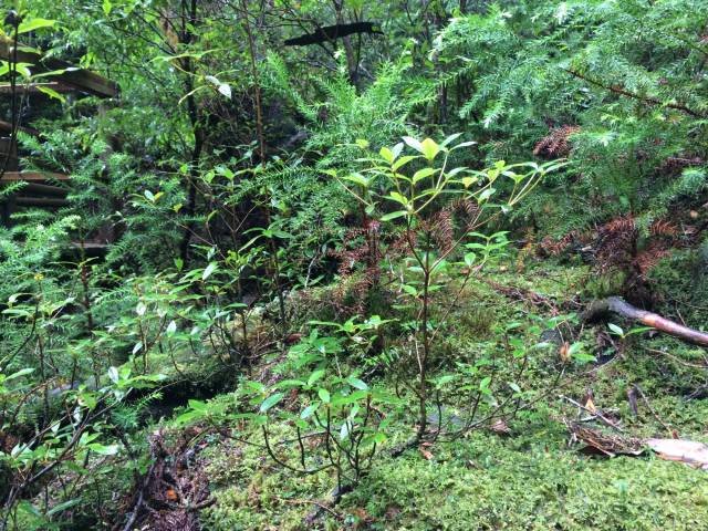 japan16-yakusugiland-46